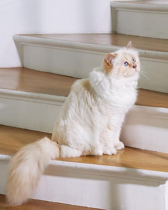 Choudu98's tweet photo. 🐈🐈 https://t.co/SLuf9hUL2I