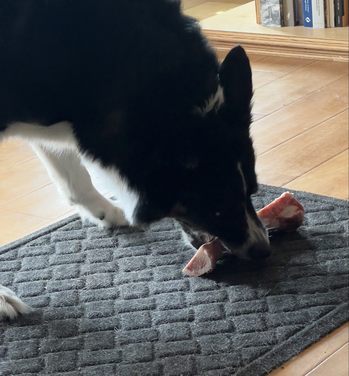 Guess what!!!?  It’s Bone Day and Mum got me a big one this time!  Yum!!  #dogsoftwitter #twitterdogcommunity #bordercollie