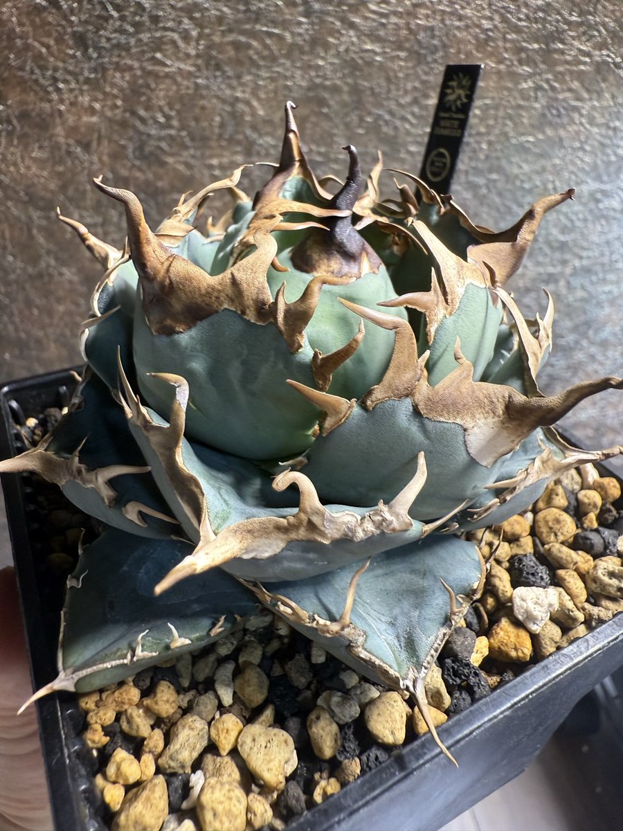 草元素わたる (@2JYQMbOzzL95102) / Posts / X