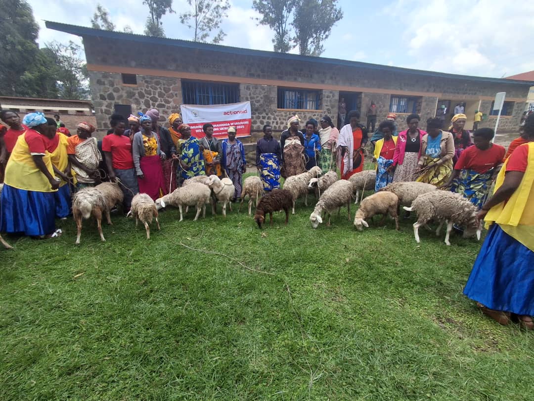 umukironews's tweet photo. Mu murenge wa #Shingiro, kwizihiza umunsi mpuzamahanga w'Umugire wo mu cyaro naho  byaranzwe no koroza imiryango amatungo atandukanye: Imiryango 10 yorojwe inka ku bufatanye na @actionaidrwanda, 38 yorozwa intama. https://t.co/G0TNuAtWmV