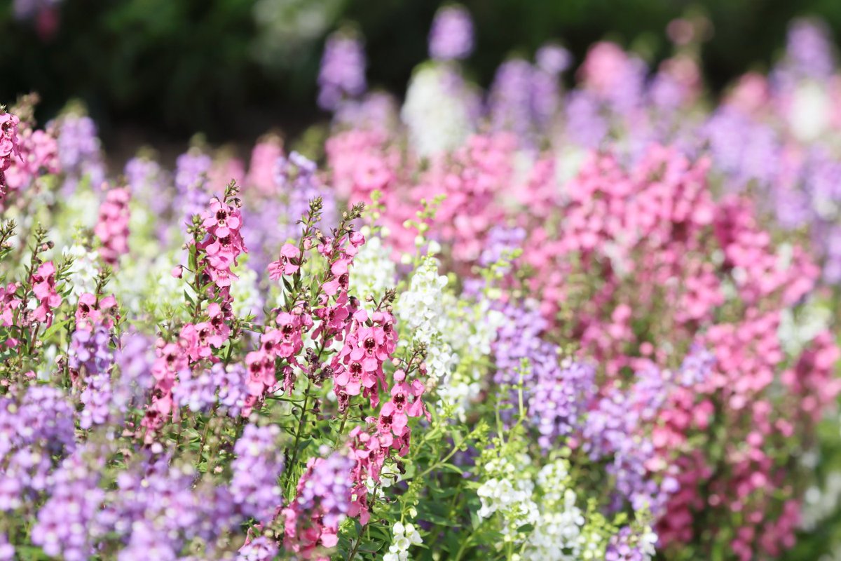 KATAR7photo's tweet image. #TLを花でいっぱいにしよう
#キリトリセカイ
#ファインダー越しの世界 
#写真好きな人と繋がりたい 
#公園

アンゲノリア