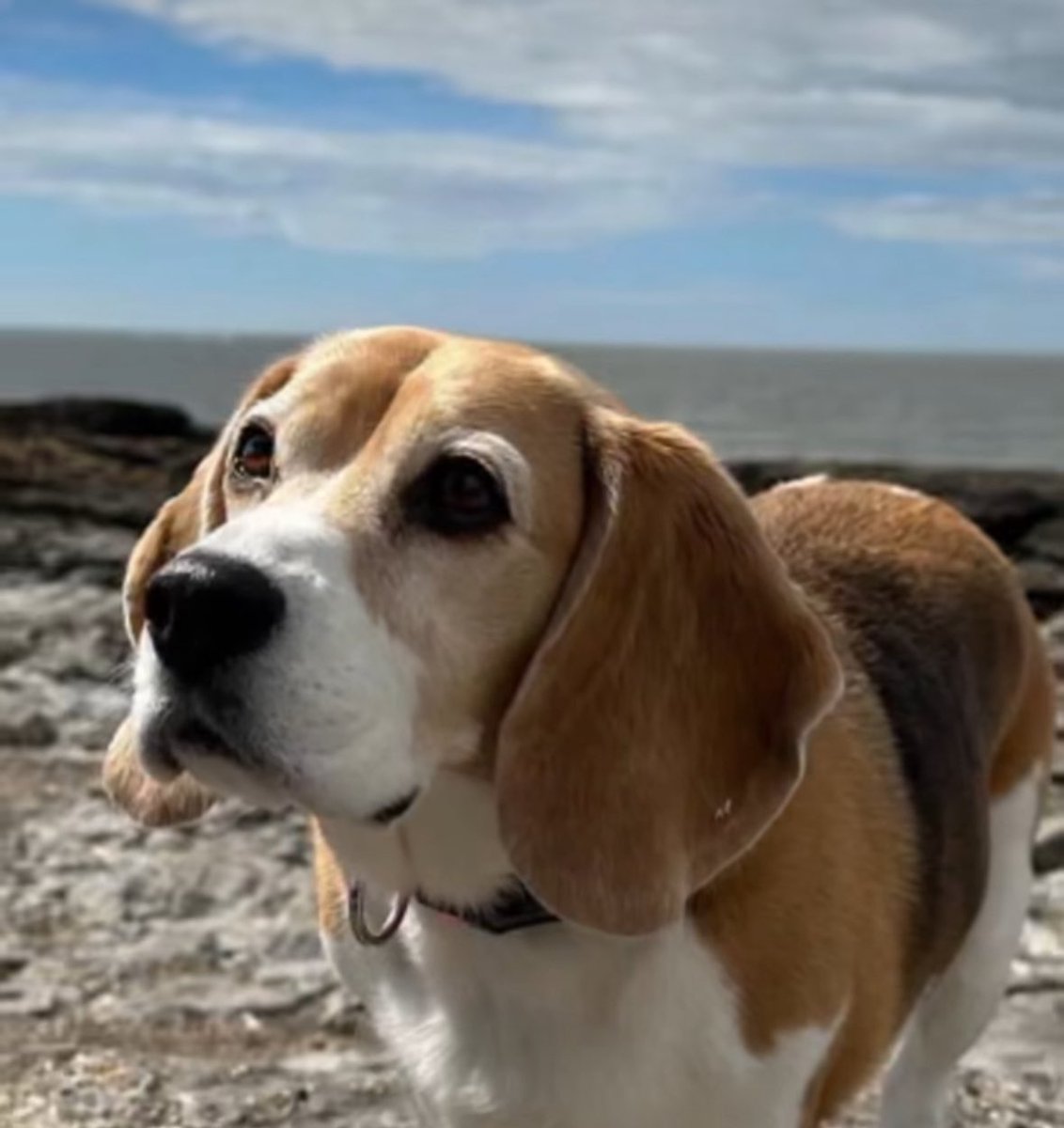 anavaleero's tweet image. Ya regresen al perrito de Ramsey ptm 😭😭😭😭 Hay recompensa !!!! Difundan para que alguien lo regrese lo antes posible 😔
