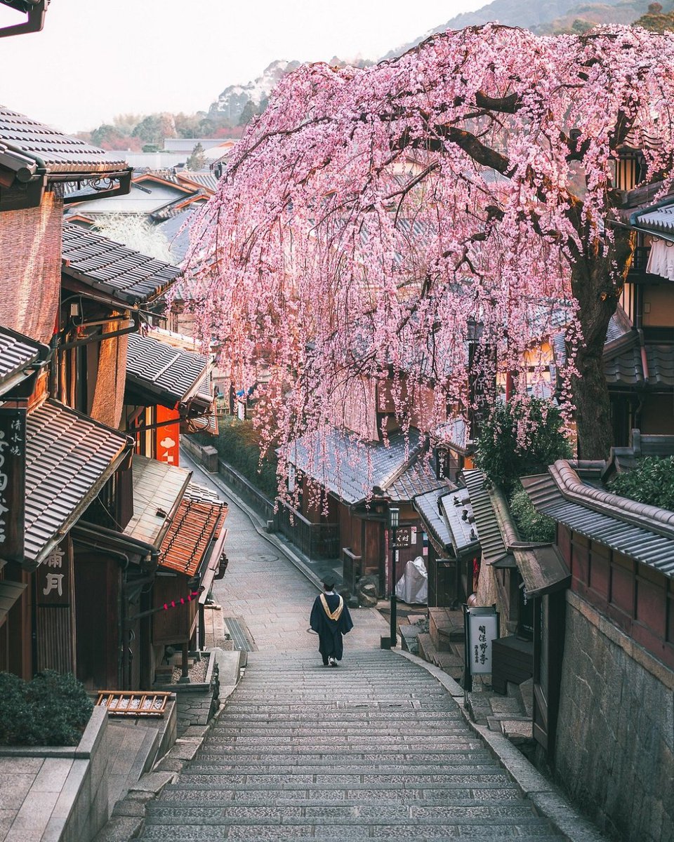 Tripadvisor's tweet image. Spring wedding, honeymoon spent cherry blossom spotting in Kyoto.