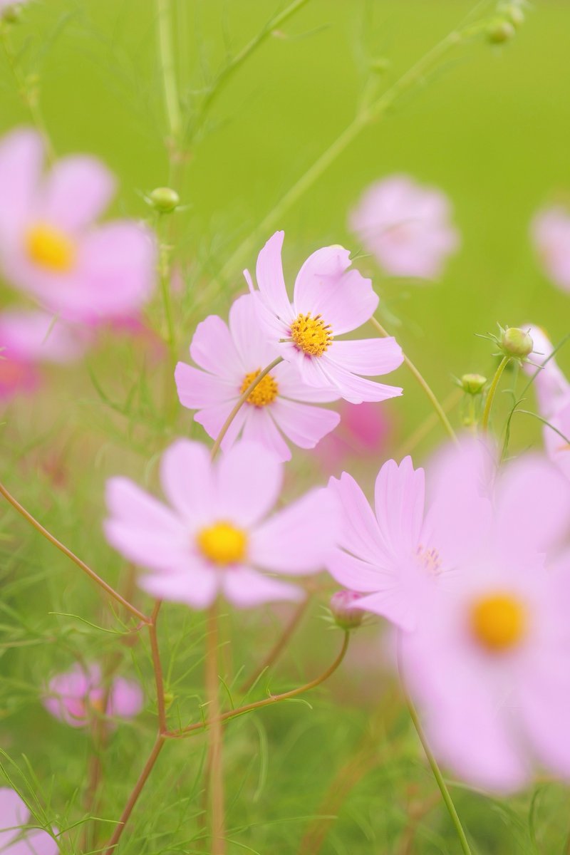 rog_flow's tweet image. おはようございます