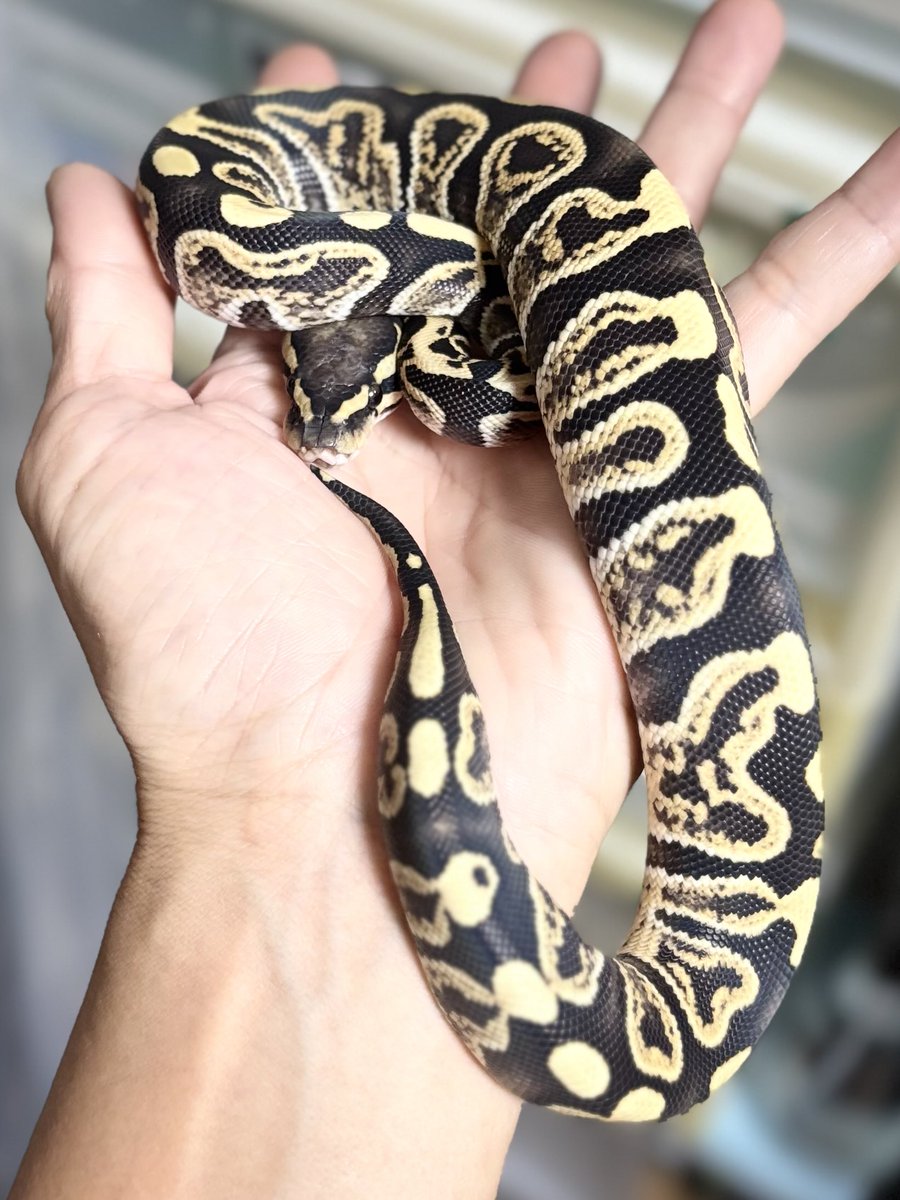 h904K1ivGXHzBJH's tweet image. 脱皮完了✨

#ballpython
#ボールパイソン