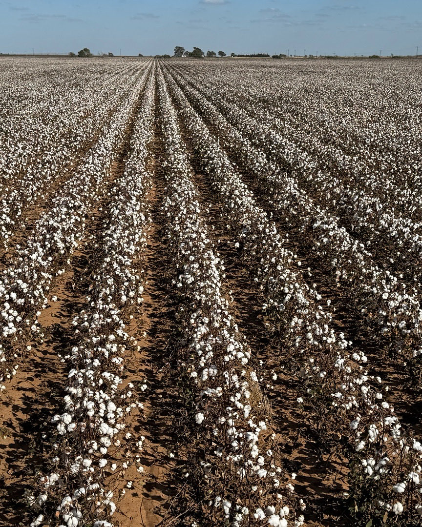 lanceemitchell's tweet photo. Putting the kill shot on some dryland cotton.  Hoping to start harvest on Monday. https://t.co/rfKVKuS2Ro