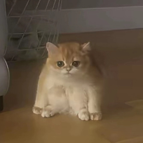 i think i just found the next animal runner

tofu

there is a cat on tiktok rn going insanely viral rn and we might have just found him super early

people are even calling him the frogcat in the comments of the newest video on the tiktok because of the photo below