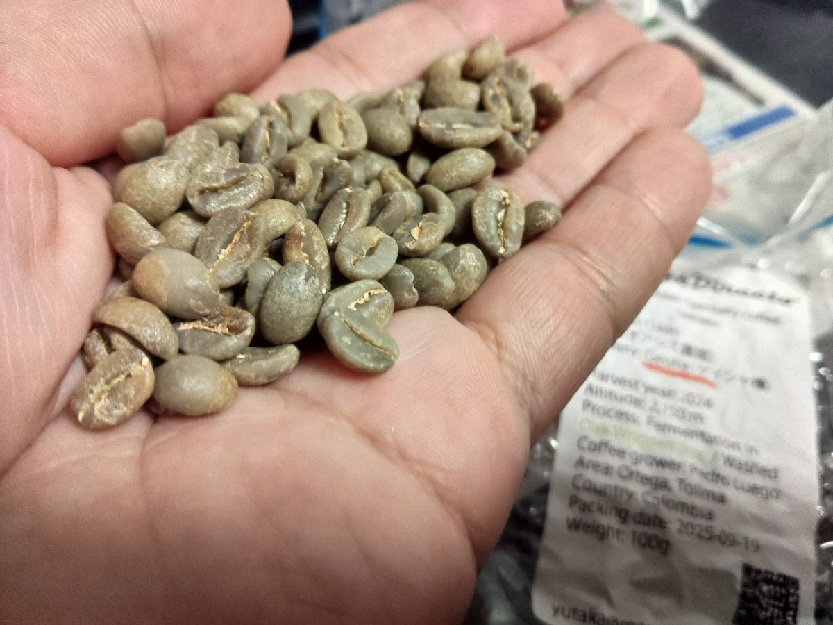 例のコロンビアゲイシャはんどぴっくちう！👋👋
ゲイシャなのでティピカ系みたいにまるまる太ってはいないですが、品質良さげ！
虫食いは2粒でしたー
 #コーヒー  #コーヒーのある暮らし
 #scaj