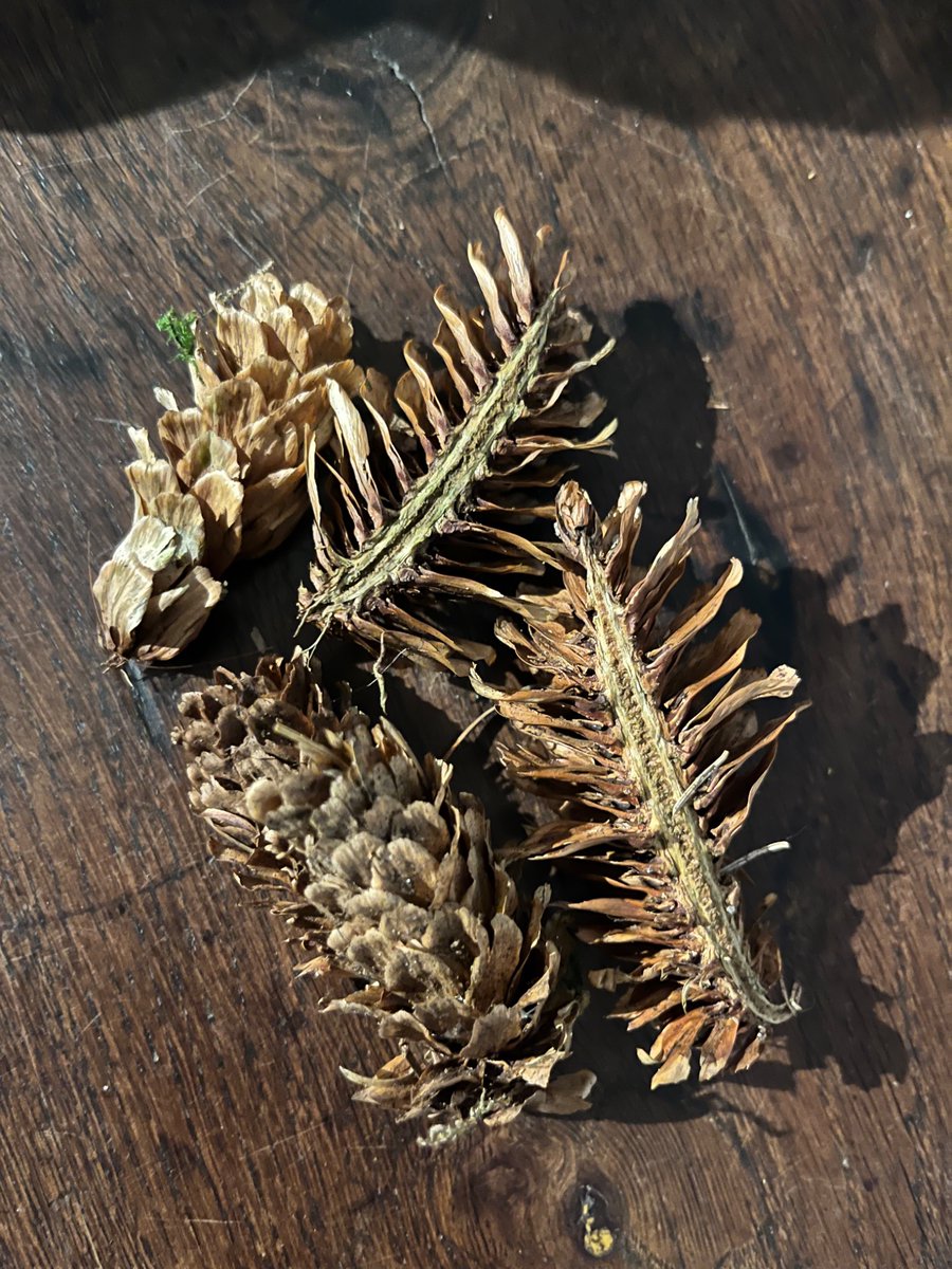 Sorcha Lewis tweet media