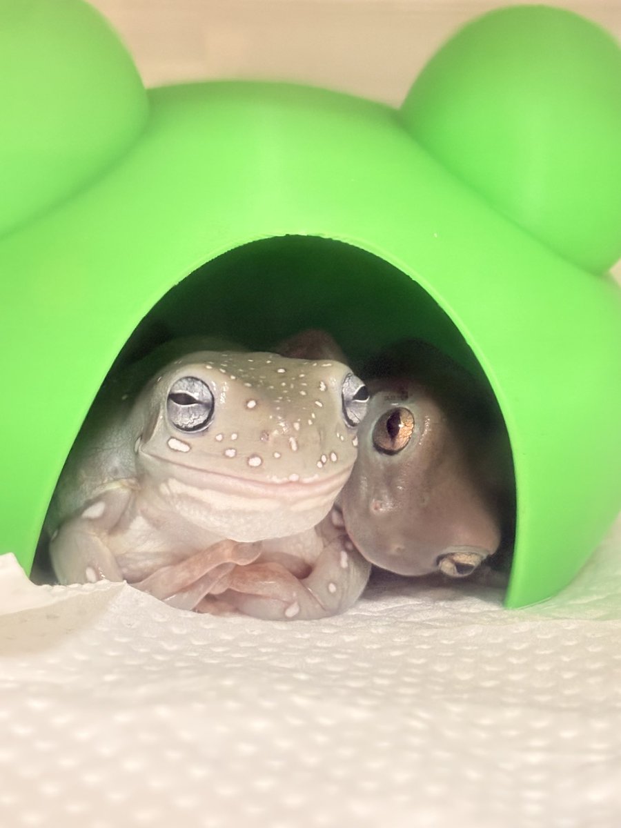 nitapistan's tweet image. 背後から変な向きで寄り添ってきた🐸
#frog #カエル #イエアメガエル