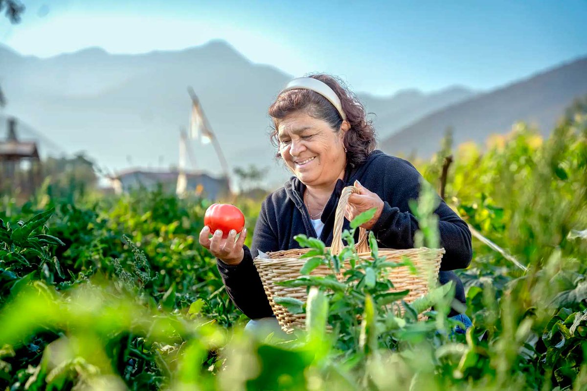 GranLogFemChile's tweet photo. 📅 EFEMÉRIDES Mujeres rurales: fuerza, sabiduría y corazón de la tierra.
https://t.co/13uusOEDfT https://t.co/x7a3fCaAVn