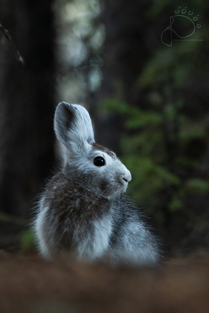 Jenaya Launstein tweet media