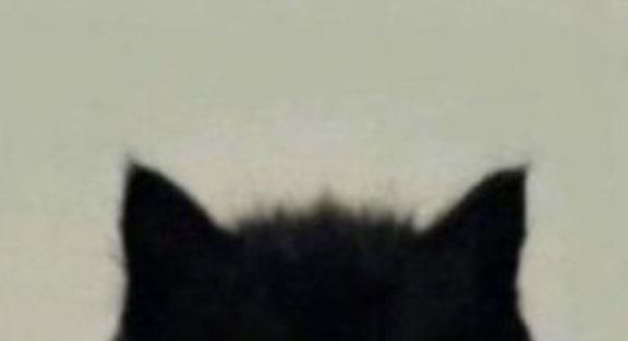 lavishtylerrr's tweet image. 