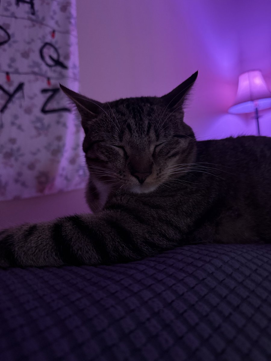 mrmeowserr's tweet image. hiโฆ this my sleep faceโฆ