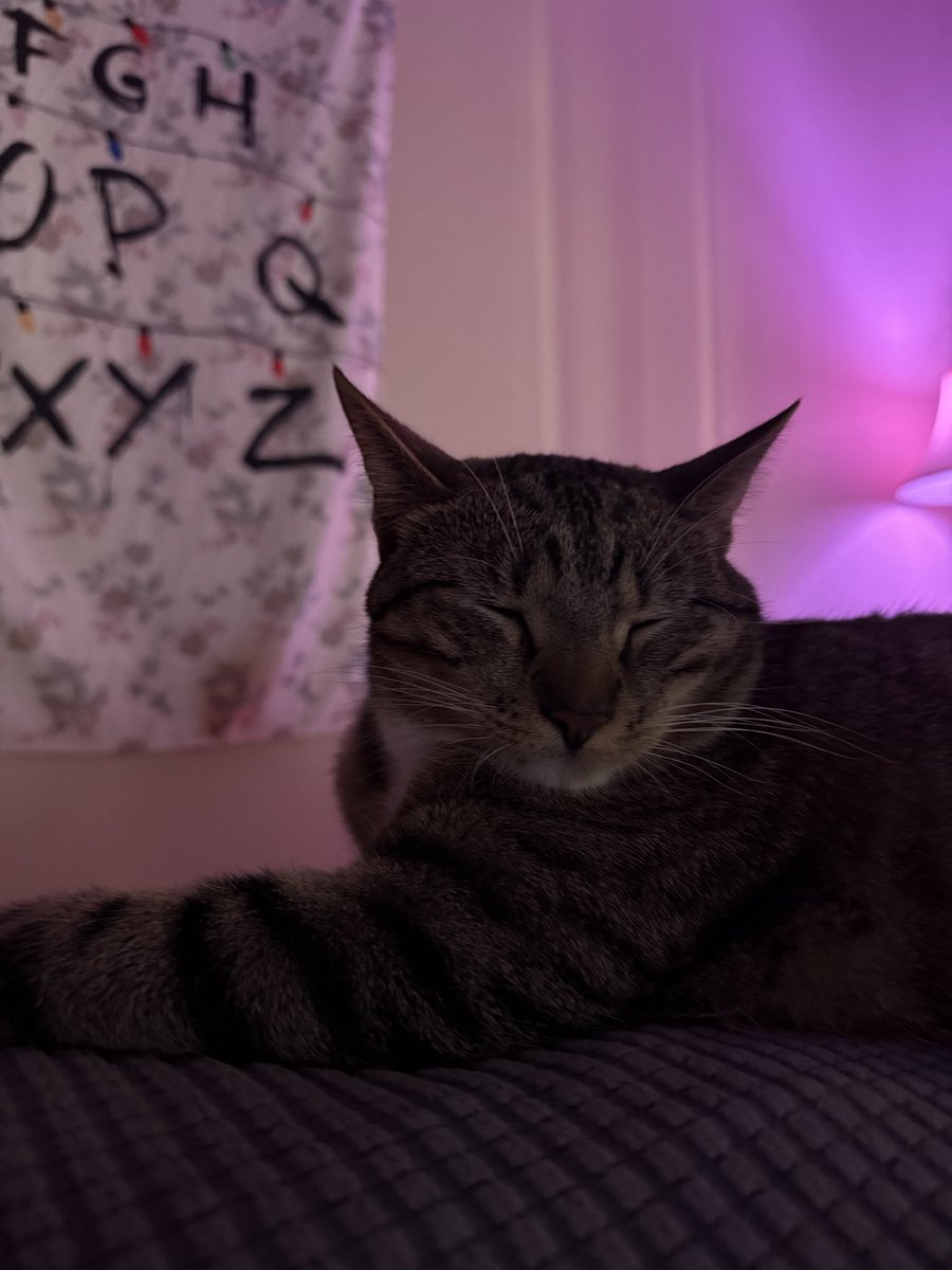 mrmeowserr's tweet image. hiโฆ this my sleep faceโฆ