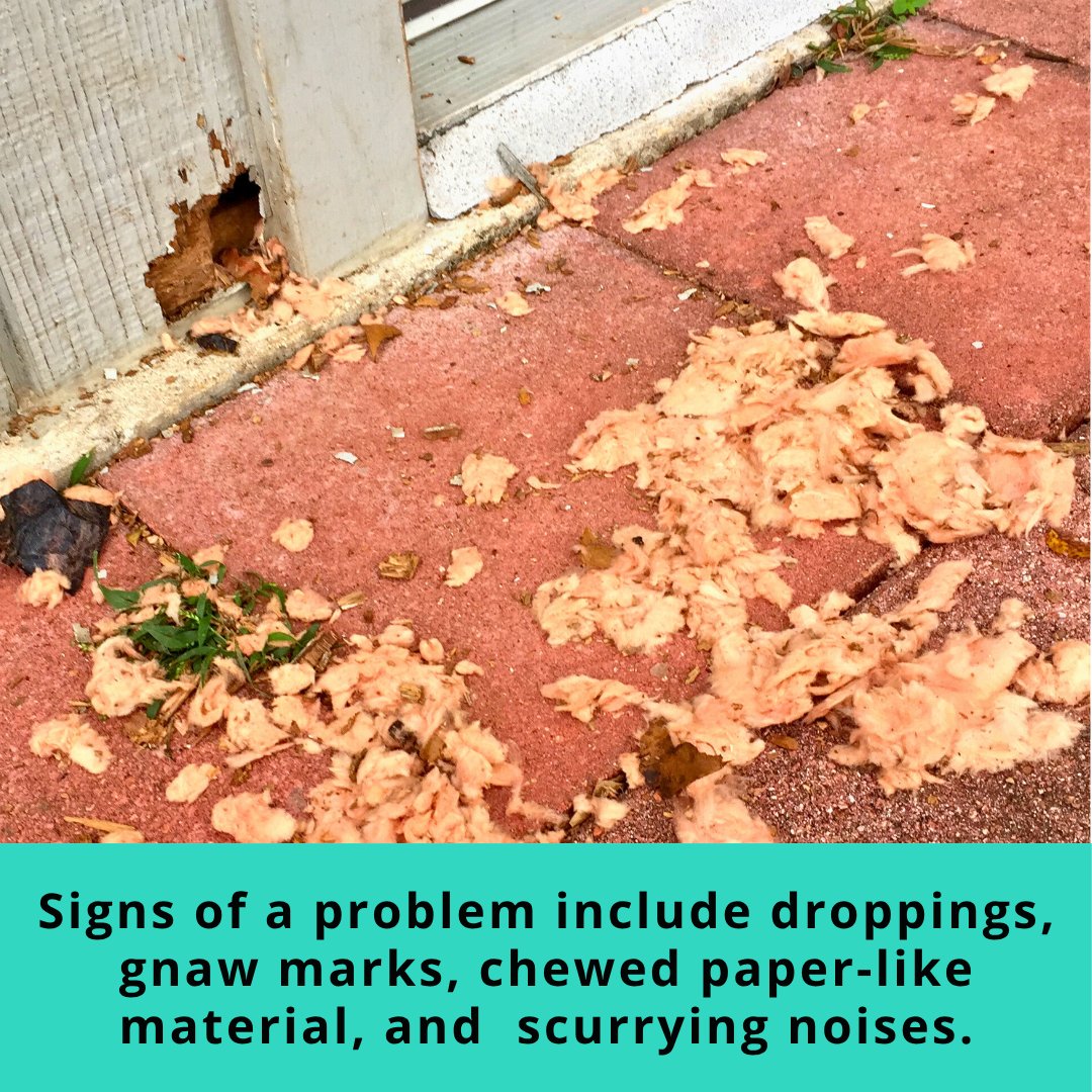 bugmastertx's tweet photo. 🚨 Rodent Season Is Coming! 🚨

Don't let rats and mice take over your home 🐭🏠 - they're not just creepy, they’re costly and harmful.

❗ Chewed wires can turn into a fire hazard
❗ Droppings can become a health risk
❗ Noises, scurrying and scratching are unnerving 😳 https://t.co/JDBzucJ1EJ