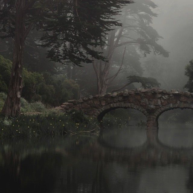 mystical forest.