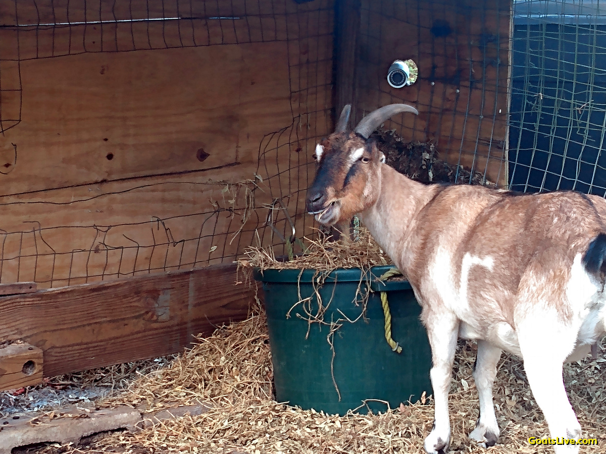 Don't bother me, I'm eating!
邪魔しないで、食べてるんだから！
#ヤギ #goats