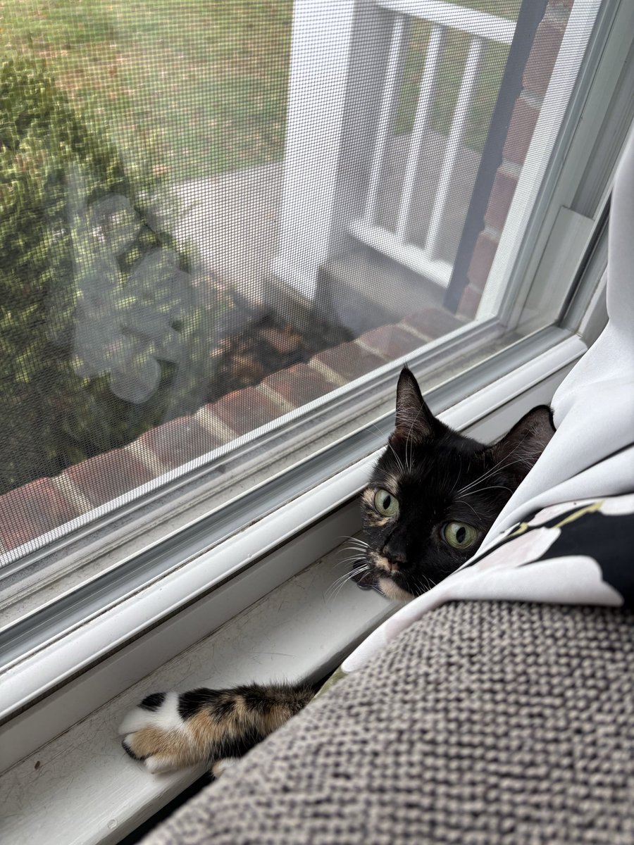 cubedacat's tweet image. im stonks