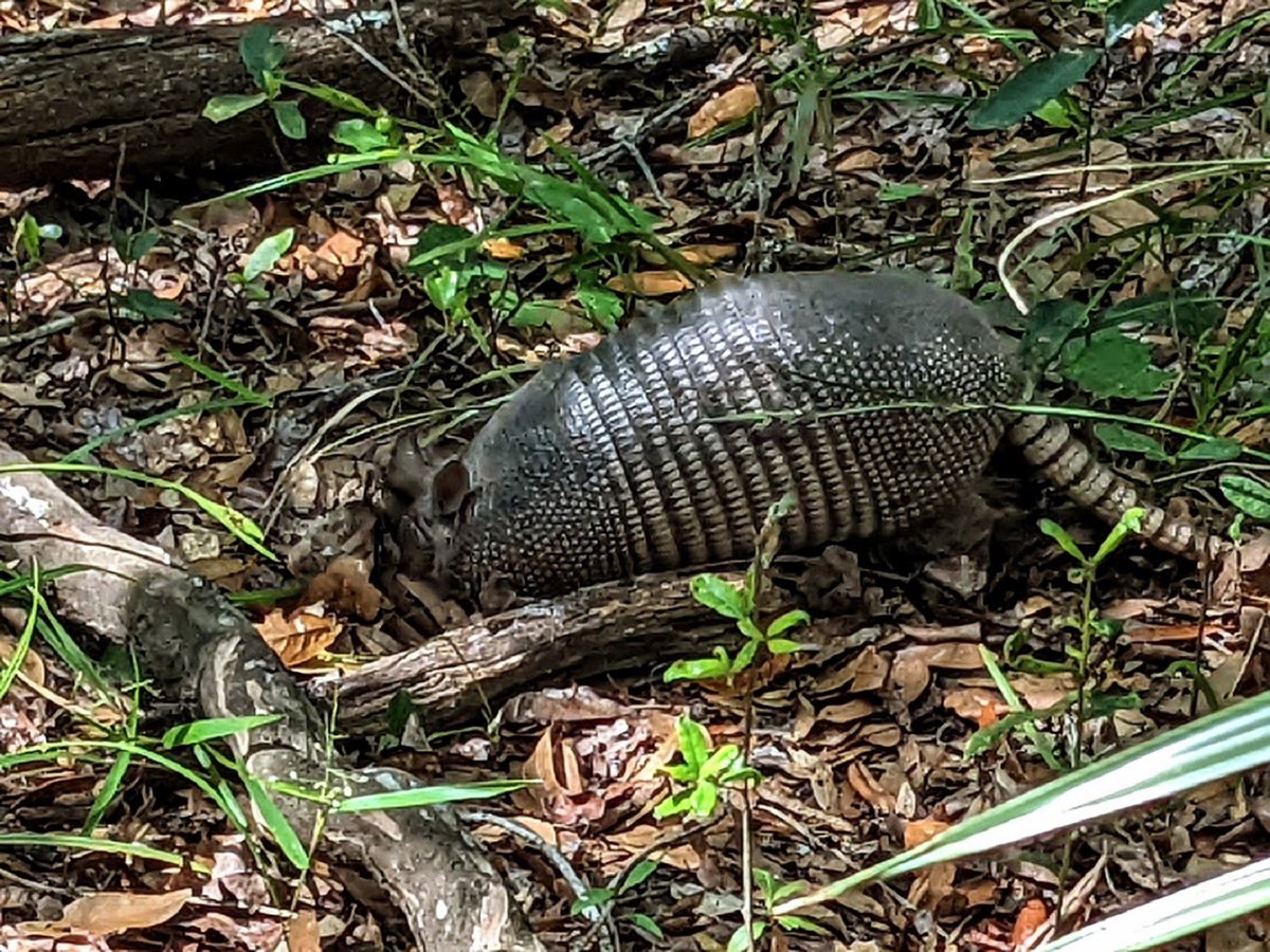 Florida Sea Watch tweet media