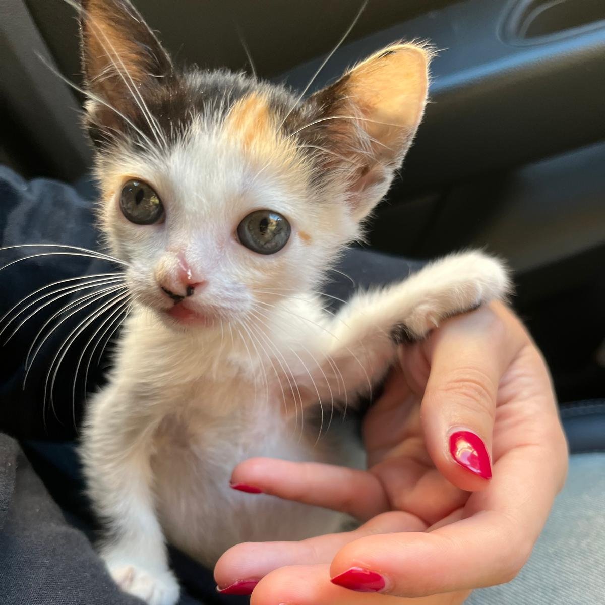 madrid 
IRATI rescatada  con patita ROTA y astilla en nariz
Solo tiene 1,5 meses  
Está en rehabilitación para valorar si su patita podrá operarse mas adelante.
Se entrega chipada,vacunada,desparasitada y testada en leucemia e inmuno 
CONTACTO 📩facenuevavida@gmail.com
#adopta