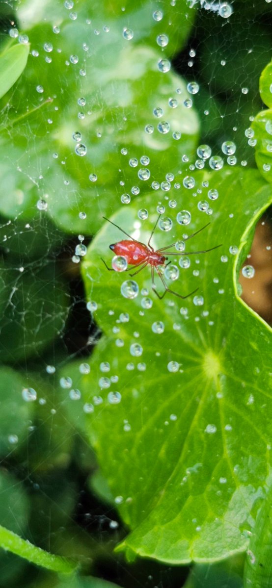 TW: Spooder 🕷. 
.
.
.
.
.
.
.
.
.
I took this photo in my backyard on a Samsung c: