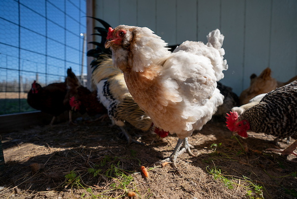 txextension's tweet image. Please join us Oct. 20-24 for the free Backyard Chicken Virtual Seminar Series 🐓

Learn about breeds, nutrition, egg safety and flock health with AgriLife Extension experts!

Register today at tx.ag/BackyardChicke…