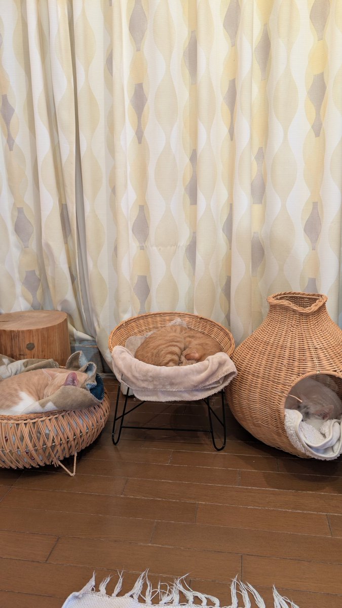 monkakio's tweet image. 毛布と一緒に寝る季節