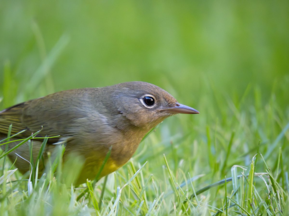 RichieVitale's tweet image. A very “un-shy” Connecticut warbler found in the Trinity Church graveyard today (and the last few days.) It’s just a small stretch of land that you might think was an unlikely bird haven…you’d be wrong 🧡
#birdcpp #birding #birdwatching #TrinityChurchNYC
