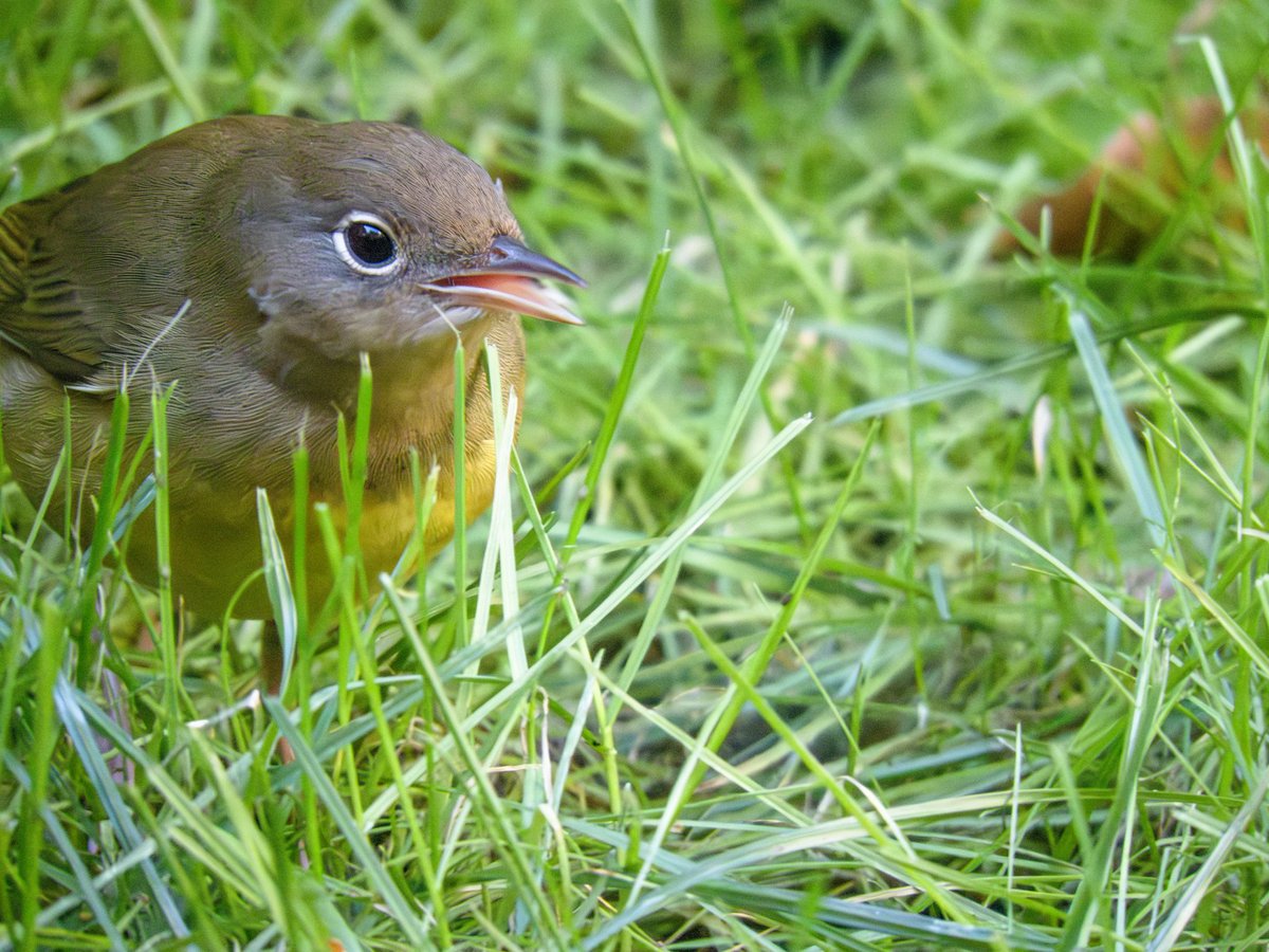 RichieVitale's tweet image. A very “un-shy” Connecticut warbler found in the Trinity Church graveyard today (and the last few days.) It’s just a small stretch of land that you might think was an unlikely bird haven…you’d be wrong 🧡
#birdcpp #birding #birdwatching #TrinityChurchNYC