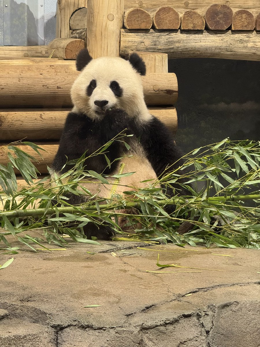 One year ago, these cuties <a href="/BaoLiPanda/">Bao Li</a> <a href="/qingbaopandadc/">Qing Bao Panda</a> arrived to US and filled our lives with joy and laughter. I got to meet them this summer and it was most memorable. They are happy, healthy, and so loved. Watching them grow is wonderful. Hoping cams are back soon.
Lovely and