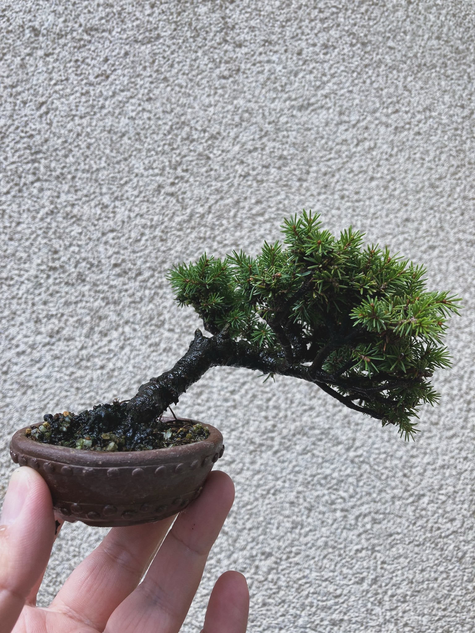 蝦夷松 盆栽 蝦夷松（エゾマツ） / 盆栽、多肉植物、塊根植物、観葉植物通販