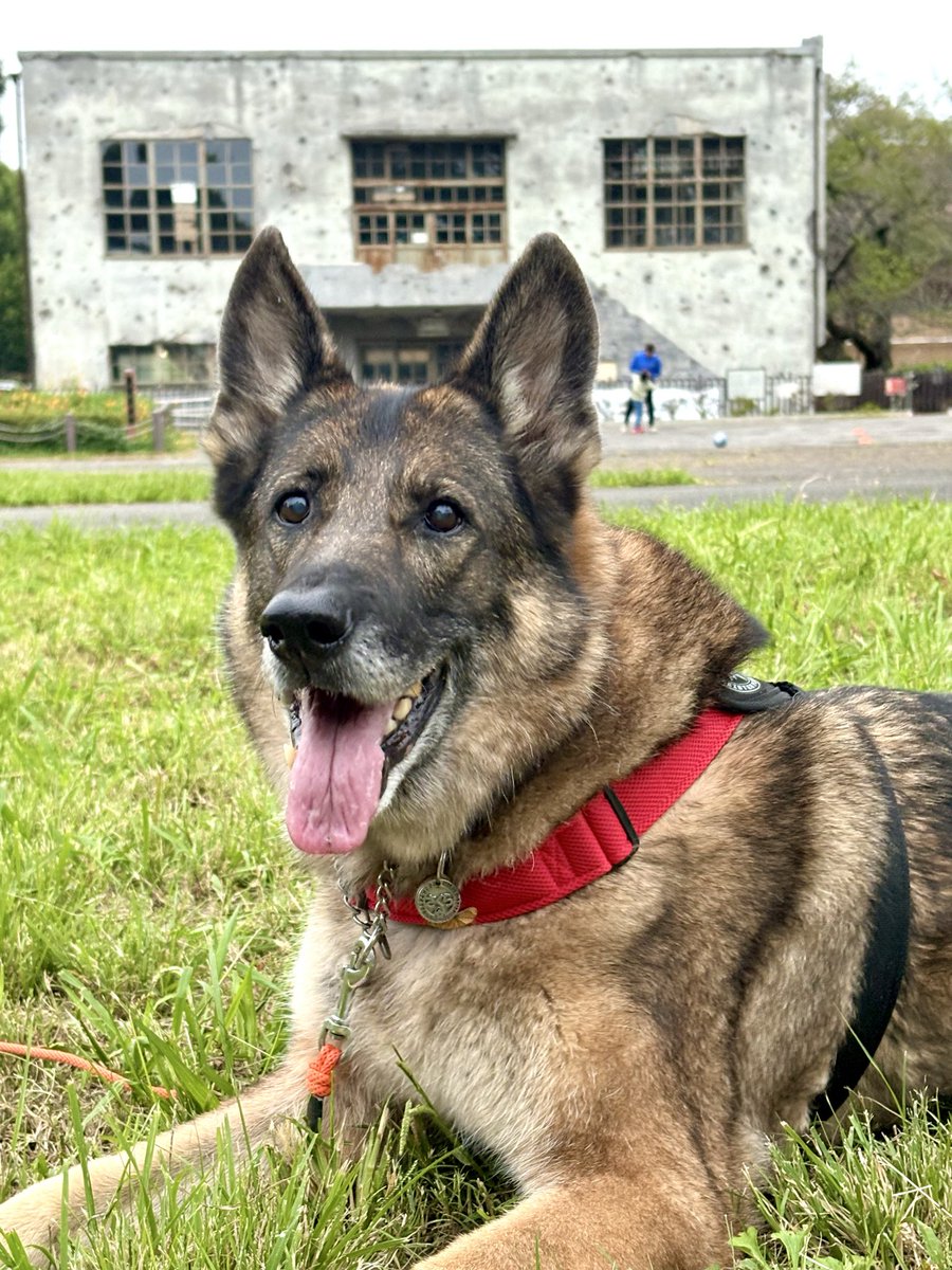 ジャーマンシェパード