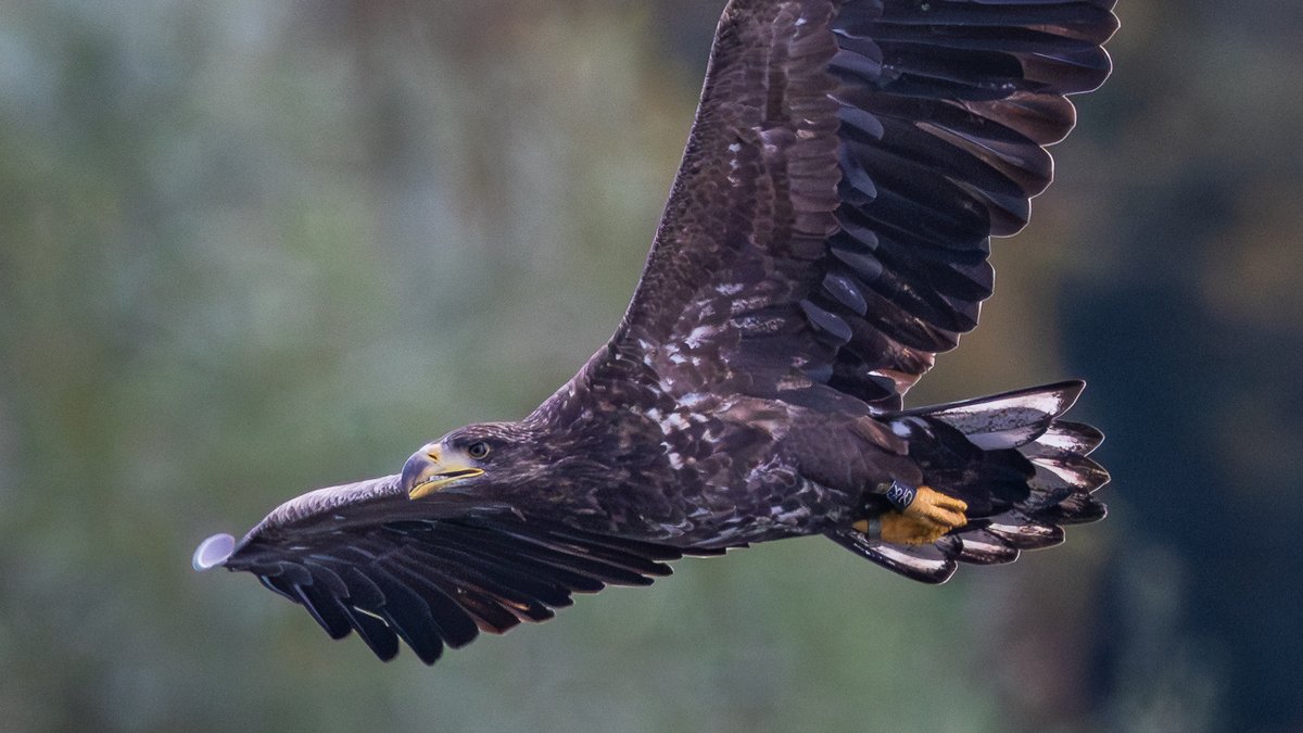 G625 WT Eagle presently around the Romsey area.
First wild born WT Eagle born in the UK for over 200 years.
<a href="/HOSbirding/">Hampshire Ornithological Society</a> <a href="/BirdGuides/">BirdGuides</a> <a href="/RoyDennisWF/">Roy Dennis Foundation</a>