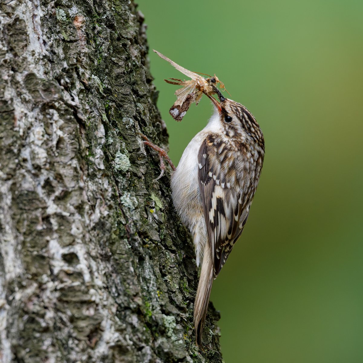 hubbnyc's tweet image. Brown Creeper with a large (for it) meal at the Pinetum in Central Park today
#browncreeper #birdcpp #birdphotography #nikonphotography #fallmigration