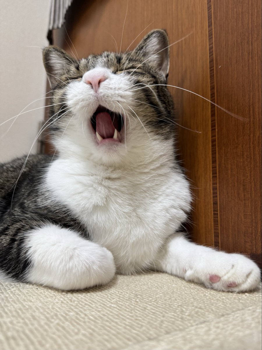 おはよ〜ござぃみゃあ〜〜〜🐾
