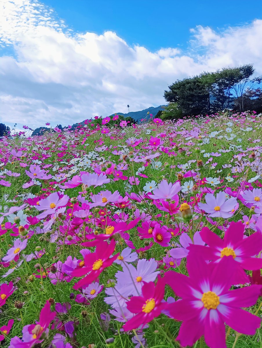 おはようございます
いい日になりますように🌼
