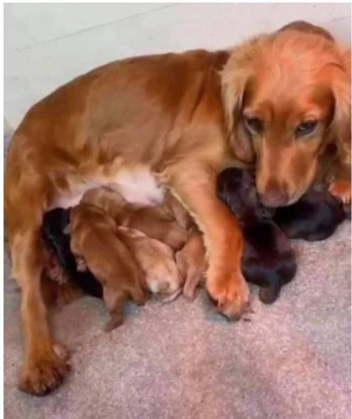 rosieDoc2's tweet image. #SpanielHour
4 years ago 😪
‼️STOLEN - MUM WITH PUPS - HOUSE BREAK IN #ME9 AREA 17/2/21‼️
Female/golden #CockerSpaniel CHIPPED
7 PUPPIES: 4 female/3 male
💔Imagine how scared she’ll be😓💔
doglost.co.uk/dog-blog.php?d…
@The_Animal_Team @juliagarland73 @linda_kinnon @02031961pat