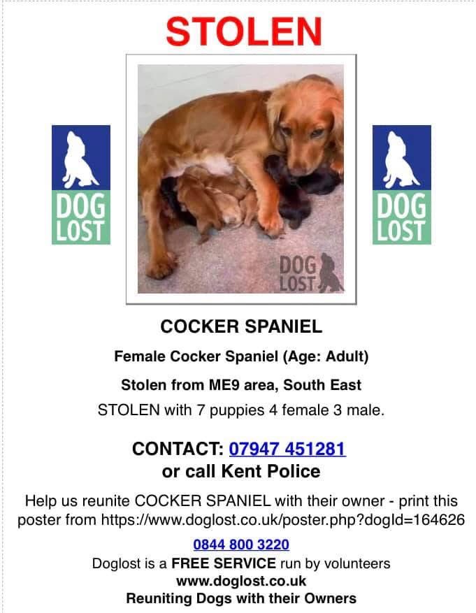 rosieDoc2's tweet image. #SpanielHour
4 years ago 😪
‼️STOLEN - MUM WITH PUPS - HOUSE BREAK IN #ME9 AREA 17/2/21‼️
Female/golden #CockerSpaniel CHIPPED
7 PUPPIES: 4 female/3 male
💔Imagine how scared she’ll be😓💔
doglost.co.uk/dog-blog.php?d…
@The_Animal_Team @juliagarland73 @linda_kinnon @02031961pat