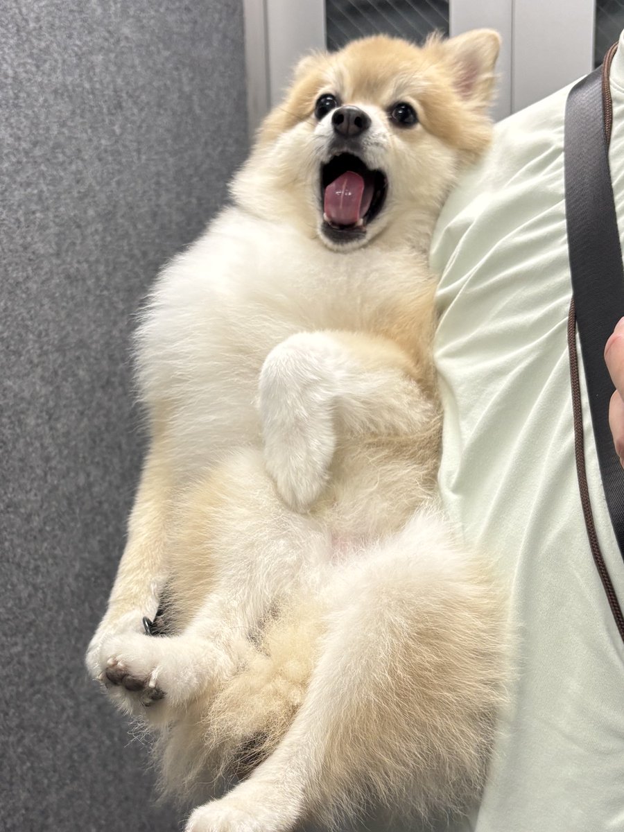 おはようございます。
お散歩後のあくび〜。