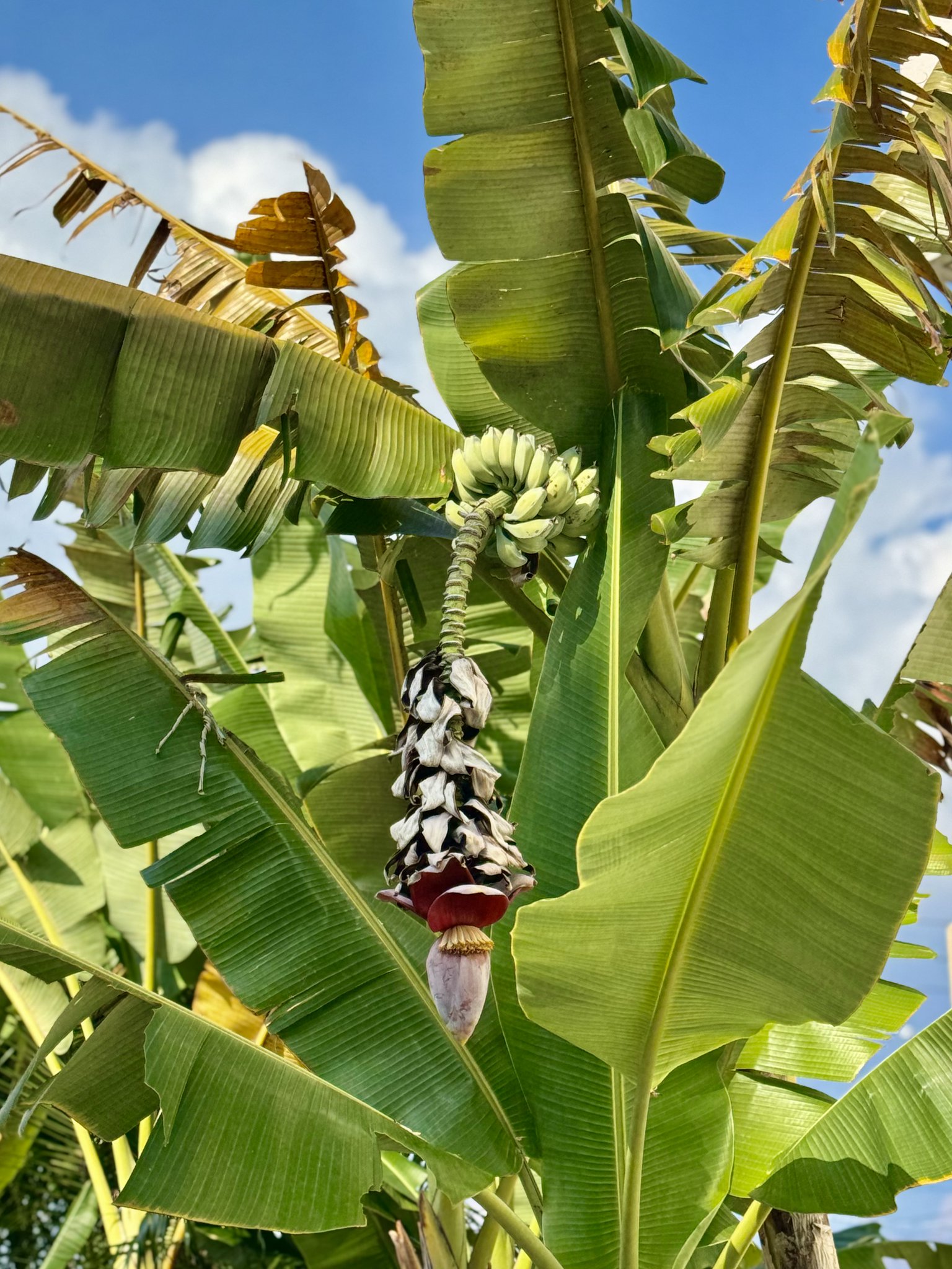 ばななん Ninja ZX-14R HIGH GRADE］ついにファイナルとなる2020年モデル
