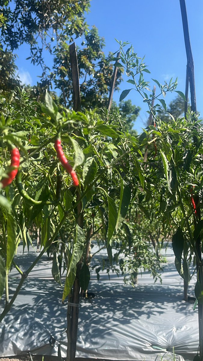 anak muslim (@cherry_onegai) on Twitter photo 