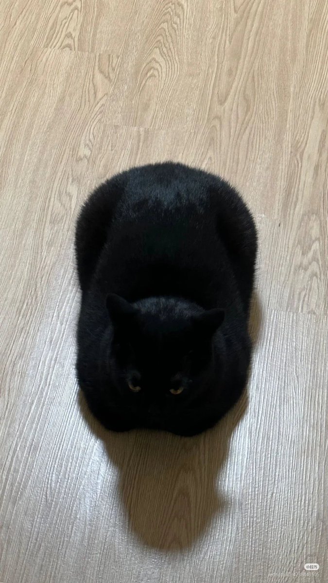 Black cats are not bad luck tweet media