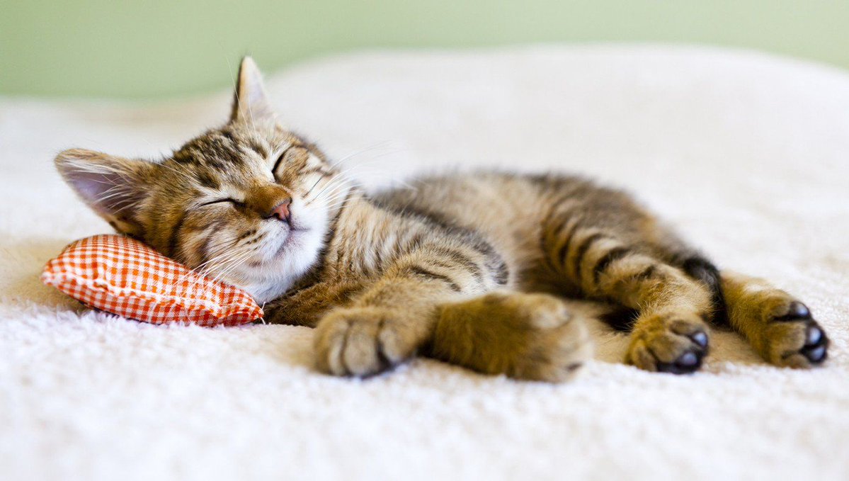 TheBabylonBee's tweet image. Cat Rests Up In Preparation For Long Night Running Up And Down Stairs buff.ly/Bh93rD0