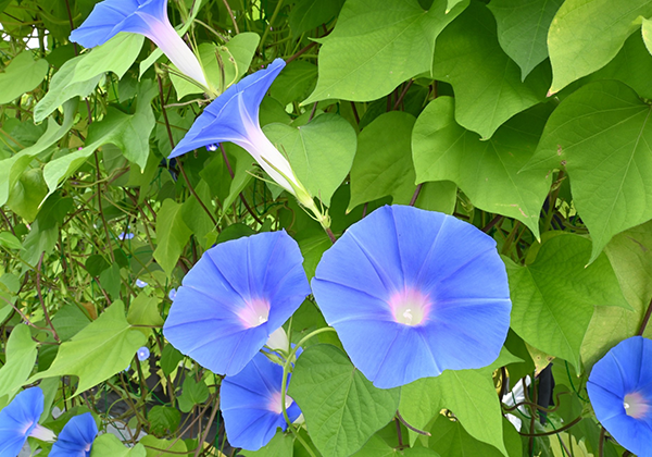 【プレスリリース】アサガオがつぼみから咲いてしおれるまで、花弁でのすべての遺伝子の動きを明らかに
■詳細はこちらをご覧ください。
soken.ac.jp/news/2025/2025…