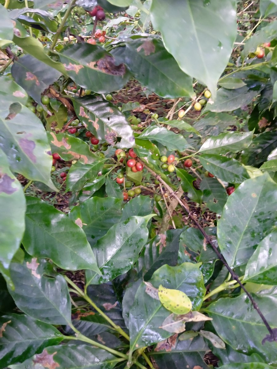 Mujeres en Revolución.