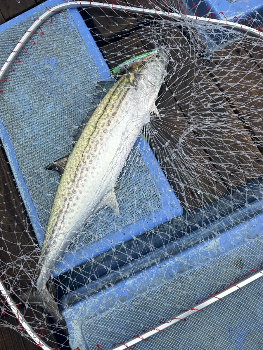 本日もブローウィンは最強です🎣