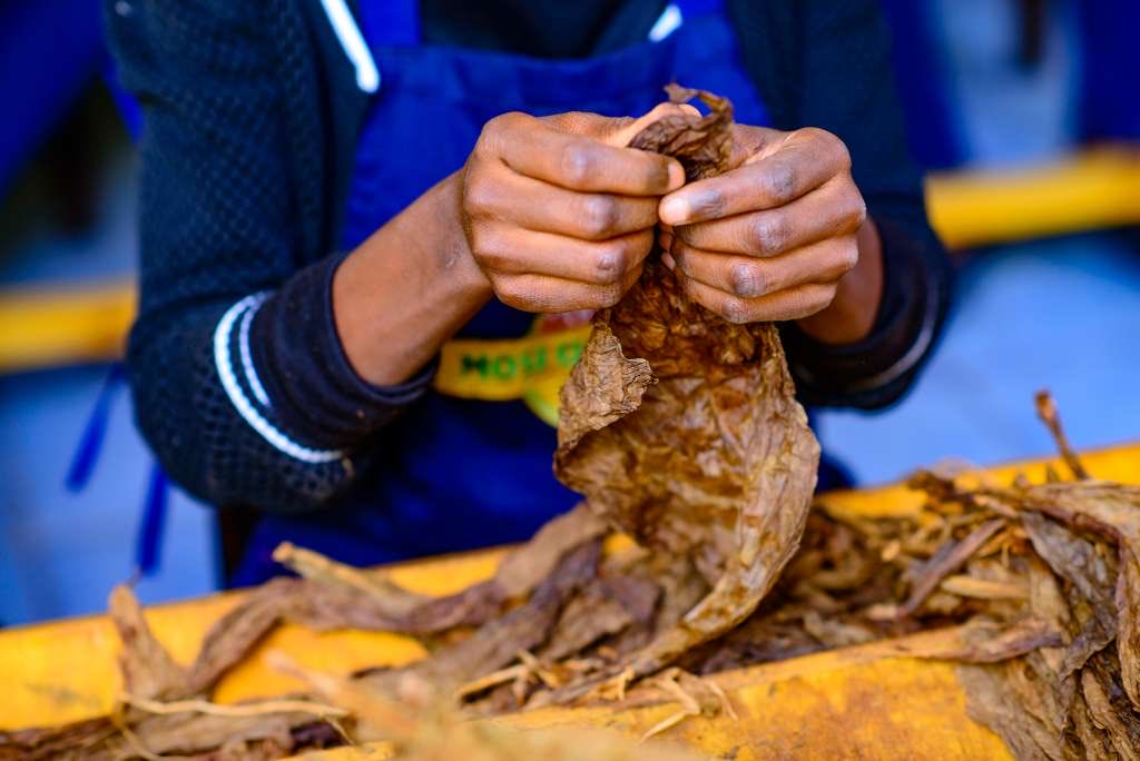 Delegates from China, Mozambique, Zambia, Tanzania and other countries attending the Zimbabwe–China Tobacco Expo toured the Mosi Oa Tunya Cigar Factory, home to Africa’s finest hand-rolled cigars crafted from Zimbabwe’s well-fermented burley tobacco.

#DidYouKnow both cigar