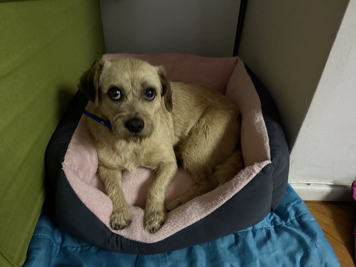 LaReinaDeLosHurones🇺🇦 tweet media