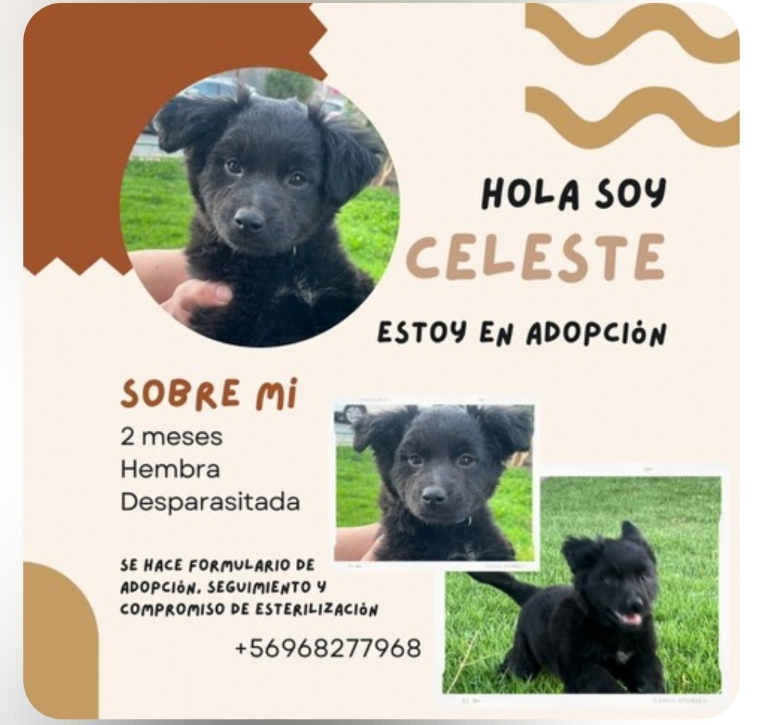 mariadanielayf's tweet image. Estos tres negritos buscan un hogar 
Quieres adoptar??
#stgo